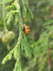 Harmonia axyridis