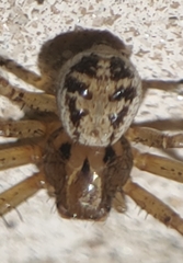 Xysticus pretiosus