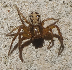 Xysticus pretiosus