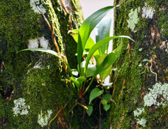 Anthurium gracile