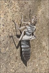 Austroaeschna multipunctata