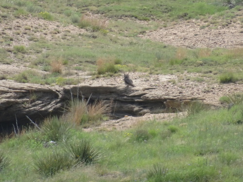 Great Horned Owl photographed in Kansas