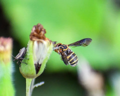 Epanthidium tigrinum