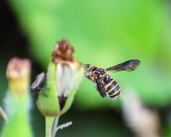 Epanthidium tigrinum