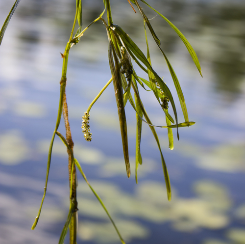 Flatstem pondweed (Potamogeton zosteriformis)