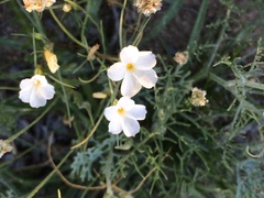 Linanthus