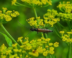 Strangalia acuminata