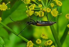 Strangalia acuminata