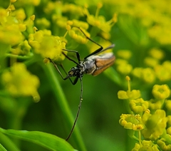 Strangalia acuminata