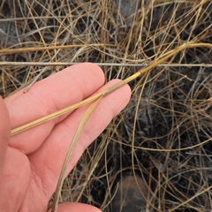 Cladium mariscoides
