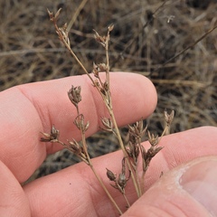 Cladium mariscoides