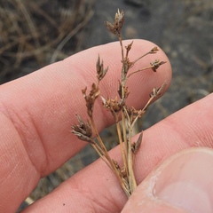 Cladium mariscoides
