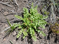 Potentilla douglasii