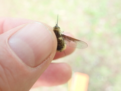 Bombylius mexicanus