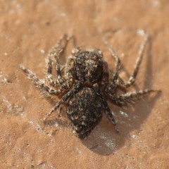 Hamataliwa grisea
