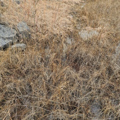 Cladium mariscoides
