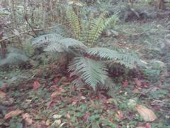 Cyathea costaricensis