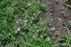 Erodium cicutarium