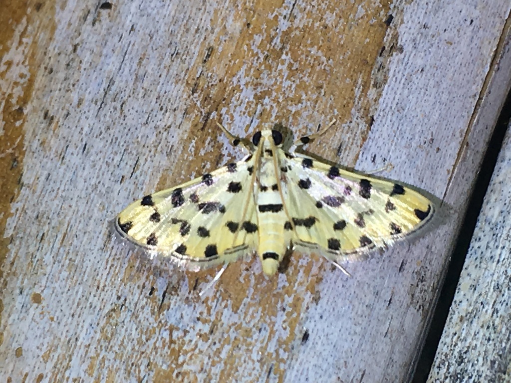 Pycnarmon eosalis