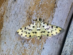 Pycnarmon eosalis