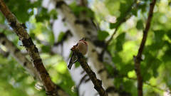 Fringilla coelebs