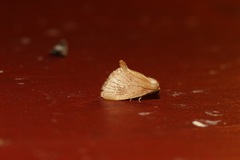 Tortricidia testacea