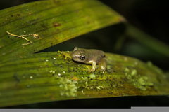 Ptychohyla hypomykter