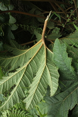 Gunnera pilosa