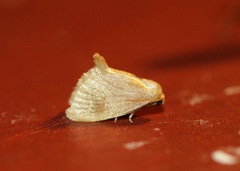 Tortricidia testacea