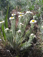 Erigeron pumilus