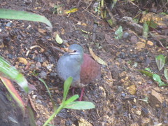 Zentrygon costaricensis