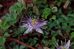 Passiflora karwinskii