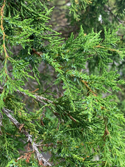 Juniperus maritima
