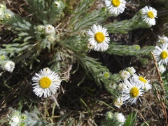 Erigeron pumilus