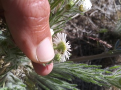 Erigeron pumilus