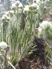 Erigeron pumilus