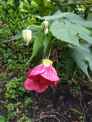 Abutilon × hybridum