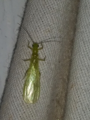 Alloperla