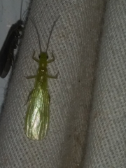 Alloperla