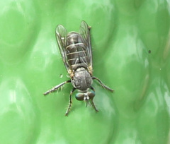 Atomosia melanopogon