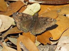 Erynnis juvenalis