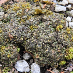 Placidium squamulosum