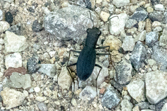 Dromochorus pilatei