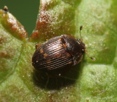 Stelidota geminata