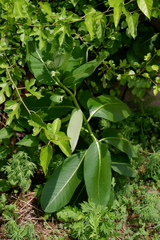 Asclepias syriaca