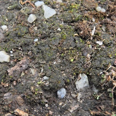 Placidium squamulosum