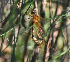 Neurocordulia xanthosoma