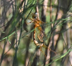 Neurocordulia xanthosoma