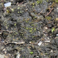 Placidium squamulosum