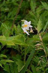 Solanum carolinense